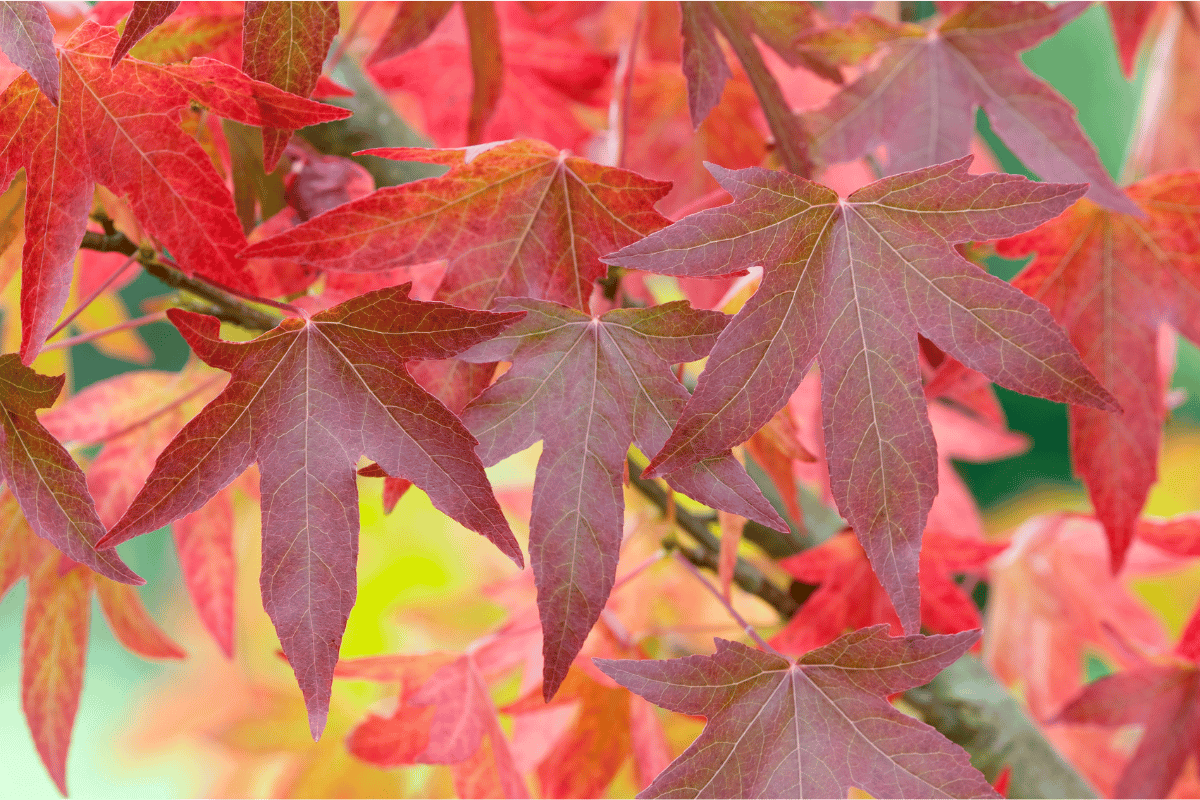 Les feuilles du liquidambar offrent un spectacle magnifique en automne, avec toute une gamme de couleur : rouge flamboyant, orange ardent, jaune étincelant...
